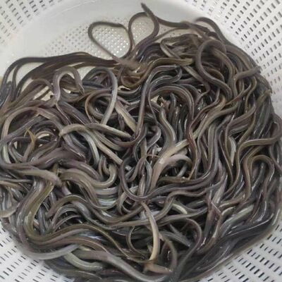 白鳗冷水淡原生鳝鱼活体苗