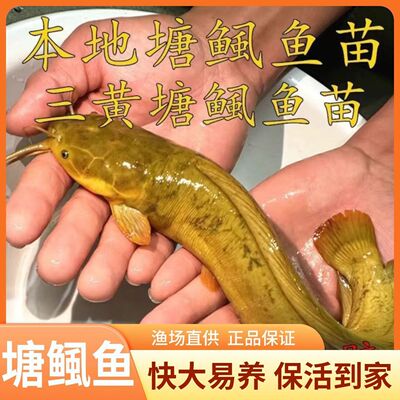 广东皇妃三代鱼苗本地塘角