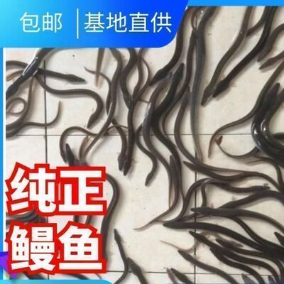 包苗鳗鱼淡水活体鲡白鳝原