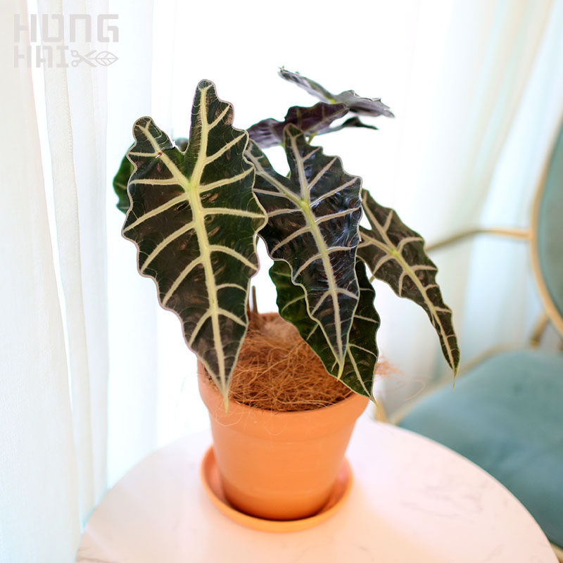 循环见森非洲面具大仙女海芋吸水盆北欧网红室内桌面盆栽绿植物