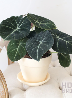 黑天鹅海芋Alocasia Black velvt进口绒面观叶植物ins风绿植盆栽
