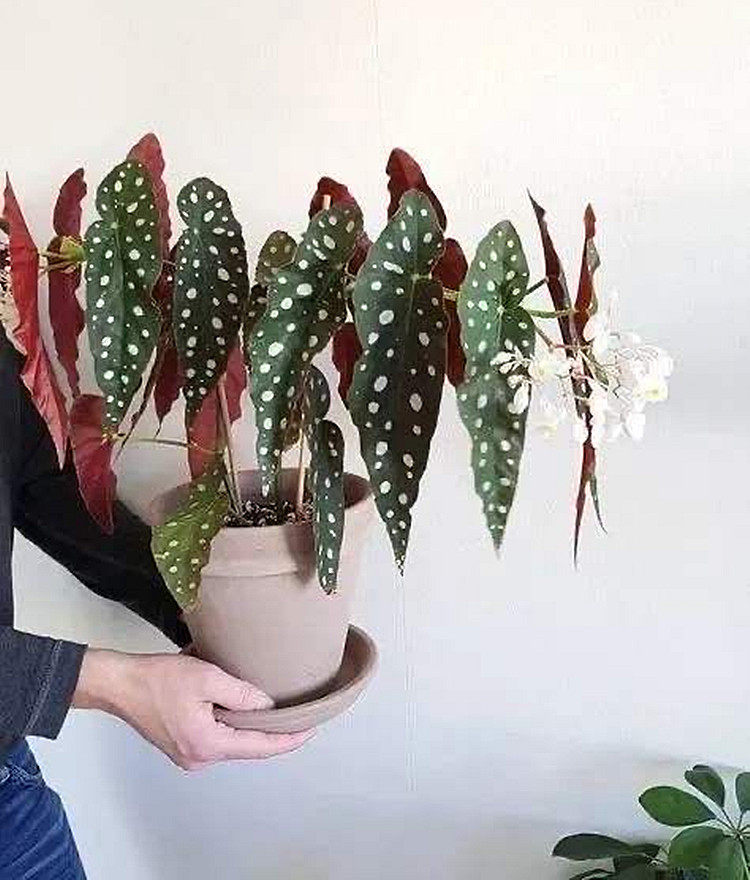 鳟鱼秋海棠  ins风网红室内窗台观叶盆栽绿植  荷兰进口植物,鲜花速递/花卉仿真/绿植园艺,绿植,淘宝优惠券,粉丝福利购,淘宝优惠卷