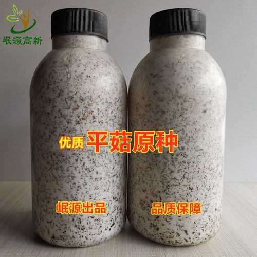 平菇原种二级种农科院品质