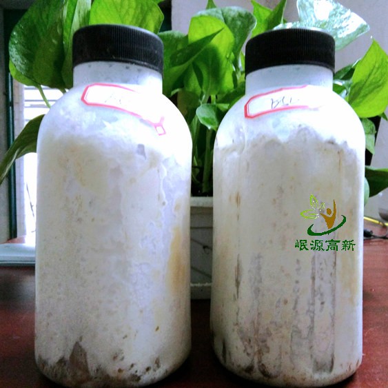平菇竹签菌种谷粒菌种瓶装菌种栽培种三级种蘑菇种子食用菌菌种