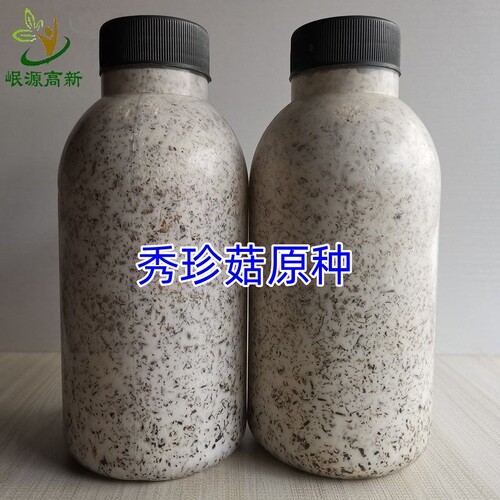 秀珍菇原种二级种活性强
