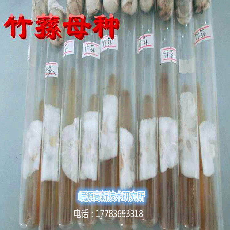 竹荪菌种竹荪母种竹荪一级试管菌种农科所食用菌中心推荐优质实拍