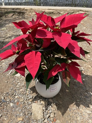 一品红盆栽室内外客厅鲜花绿植圣诞花年宵花阳台庭院四季开花植物