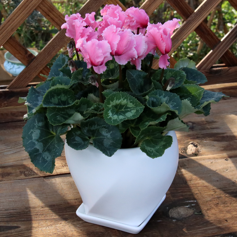 仙客来观花植物阳台四季好养活