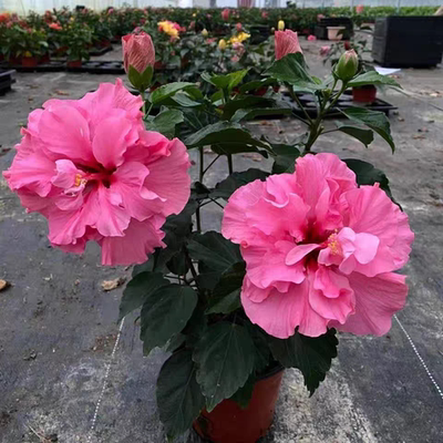 重瓣大花扶桑牡丹朱瑾四季花卉绿植好养易活五色耐寒木槿扶桑花苗
