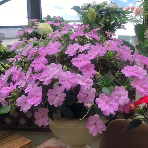 凤仙花草本阳台夏秋报