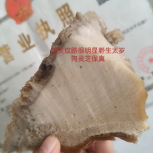 肉丝太,岁肉灵芝野外捡的特价土太岁可泡水