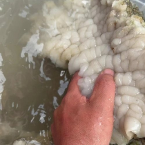 1太岁肉灵芝，野外捡的可泡水散肉碎肉小块特价保真