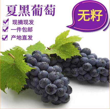 现摘云南夏黑葡萄1-5斤整串无籽蓝莓葡萄核非巨峰葡萄提子黑加仑