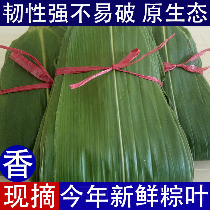 今年新鲜粽叶现摘粽子叶免邮中大生粽叶野生箬叶包粽子真空非芦苇