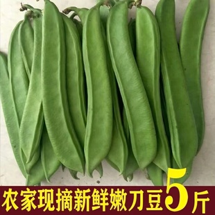 刀把豆新鲜刀豆现摘嫩大刀豆农家种植特嫩腌制泡菜剁椒原料包邮