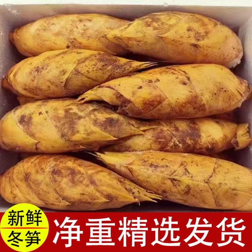 江西新鲜冬笋现挖野生笋