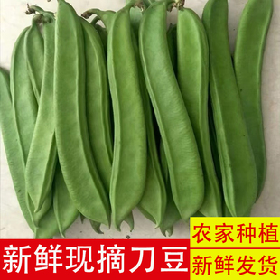 刀把豆农家现摘新鲜嫩刀豆装江西宜春当季蔬菜食用农产品可腌泡菜