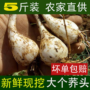 江西荞头新鲜藠头现挖无根须无叶生叫头农家自种茭头教头乔头泡菜