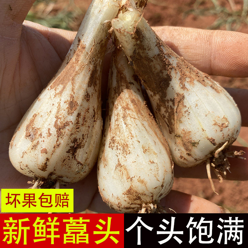 2026新货江西荞头新鲜现挖藠头去须叶时令新鲜蔬菜茭白大蒜茭叫头