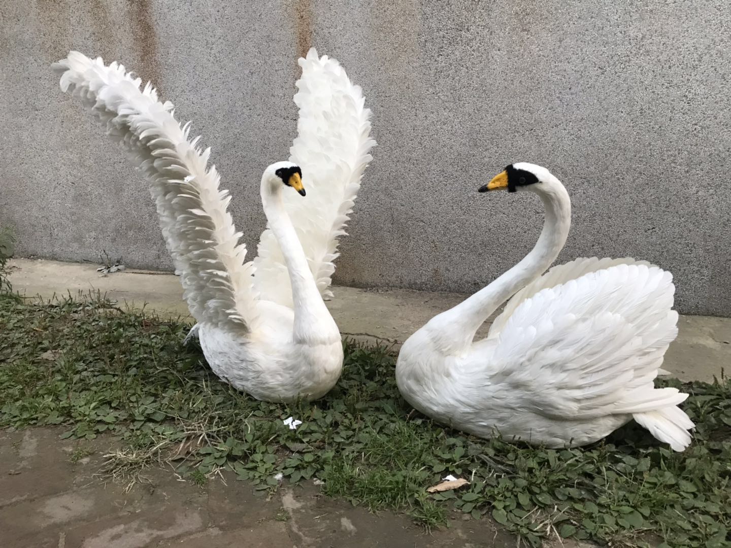 白天鹅婚礼影视拍摄道具橱窗摆件