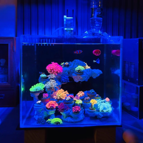 海缸鱼缸超白玻璃桌面小型生态缸小丑鱼珊瑚专用海水缸背滤海鱼缸