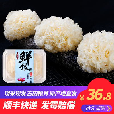 古松新鲜银耳白木耳鲜活雪耳活耳非干货古田银耳6朵顺丰快递包邮