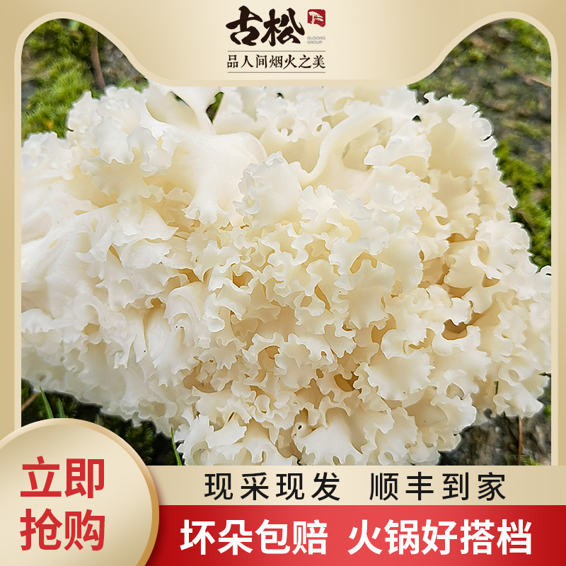 古松 新鲜绣球菌1斤/2斤装火锅干巴菌绣球菇银耳新鲜菌菇蘑菇炒菜