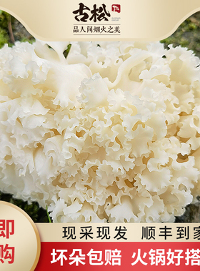 古松 新鲜绣球菌1斤/2斤装火锅干巴菌绣球菇银耳新鲜菌菇蘑菇炒菜