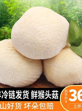 古松福建特产古田新鲜猴头菇当季食用新鲜猴头菌 猴菇2斤约6-10个