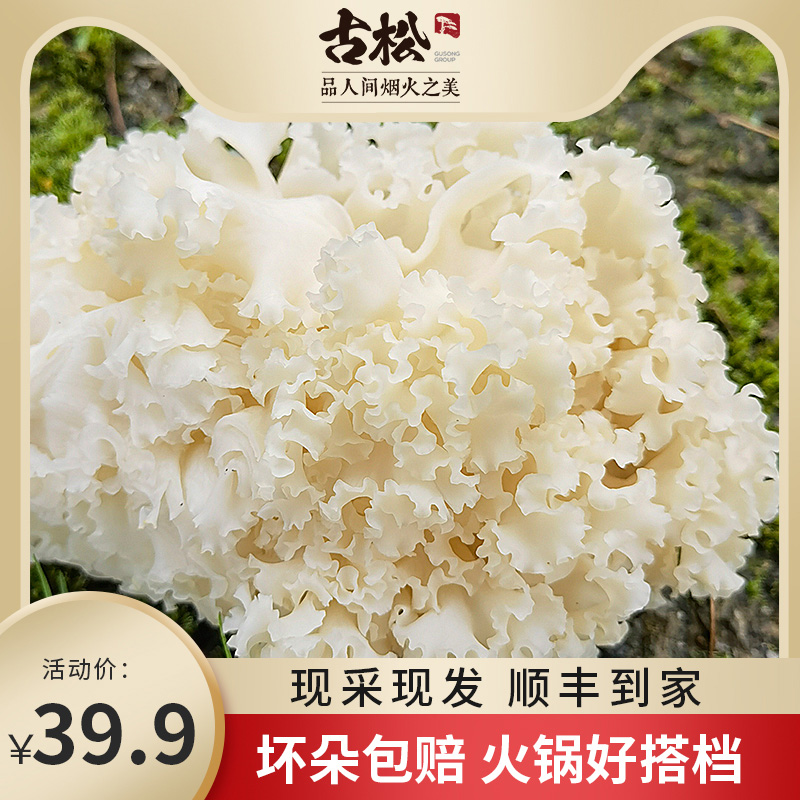 古松 新鲜绣球菌1斤/2斤装火锅干巴菌绣球菇银耳新鲜菌菇蘑菇炒菜