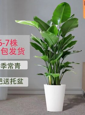 天堂鸟盆栽室内客厅大型绿植办公室大叶植物花卉鹤望兰去甲醛新房