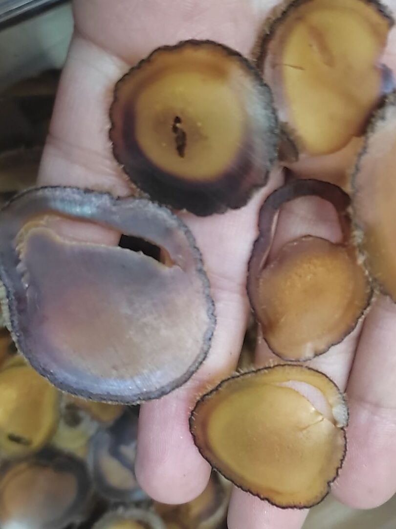吉林正宗新鲜鹿茸片血片滋补