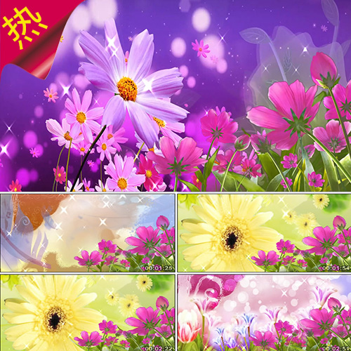 我只在乎你 歌曲成品 唯美清新花朵 小花小草 舞蹈歌唱 视频素材