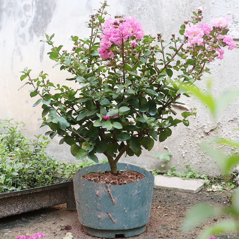 紫薇花盆栽四季好养花卉老桩植物室内阳台庭院绿植百日红树苗耐热 鲜花速递/花卉仿真/绿植园艺 绣球/木绣球/木本植物 原图主图