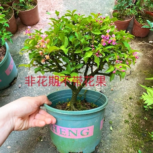 矮霸棒棒糖李氏樱桃盆栽含盆栽种好办公室内桌面盆栽绿植花卉