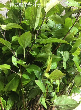 神豆腐树苗臭黄荆树苗观音豆腐鬼豆腐斑鸠叶树苗豆腐树叶豆腐柴