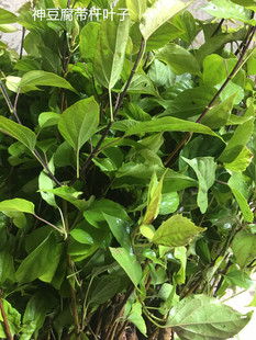 神豆腐树苗臭黄荆树苗观音豆腐鬼豆腐斑鸠叶树苗豆腐树叶豆腐柴