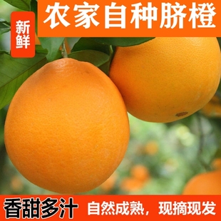 正宗纽荷尔脐橙湖北宜昌橙子冰糖新鲜水果当季现摘秭归手剥橙甜橙