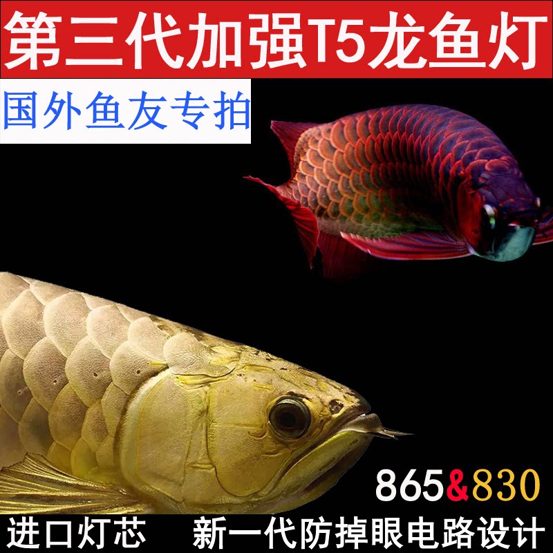 T5龙鱼发色灯红龙烤色灯金龙发色