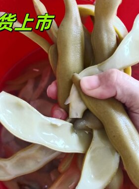 新货新鲜虎老豆带皮狗爪豆已泡水