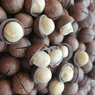 种植户直销夏威夷果果王（直径26-28)