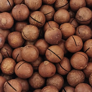 农户坚果种植户直销夏威夷果特大果（直2.4--2.6)