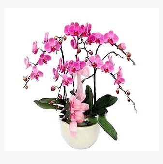 青岛鲜花速递高档绿植春节蝴蝶兰