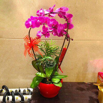 老师合肥蝴蝶兰盆栽同城真花配送
