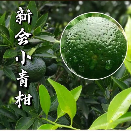 正宗新会小青柑鲜果奶茶店专用