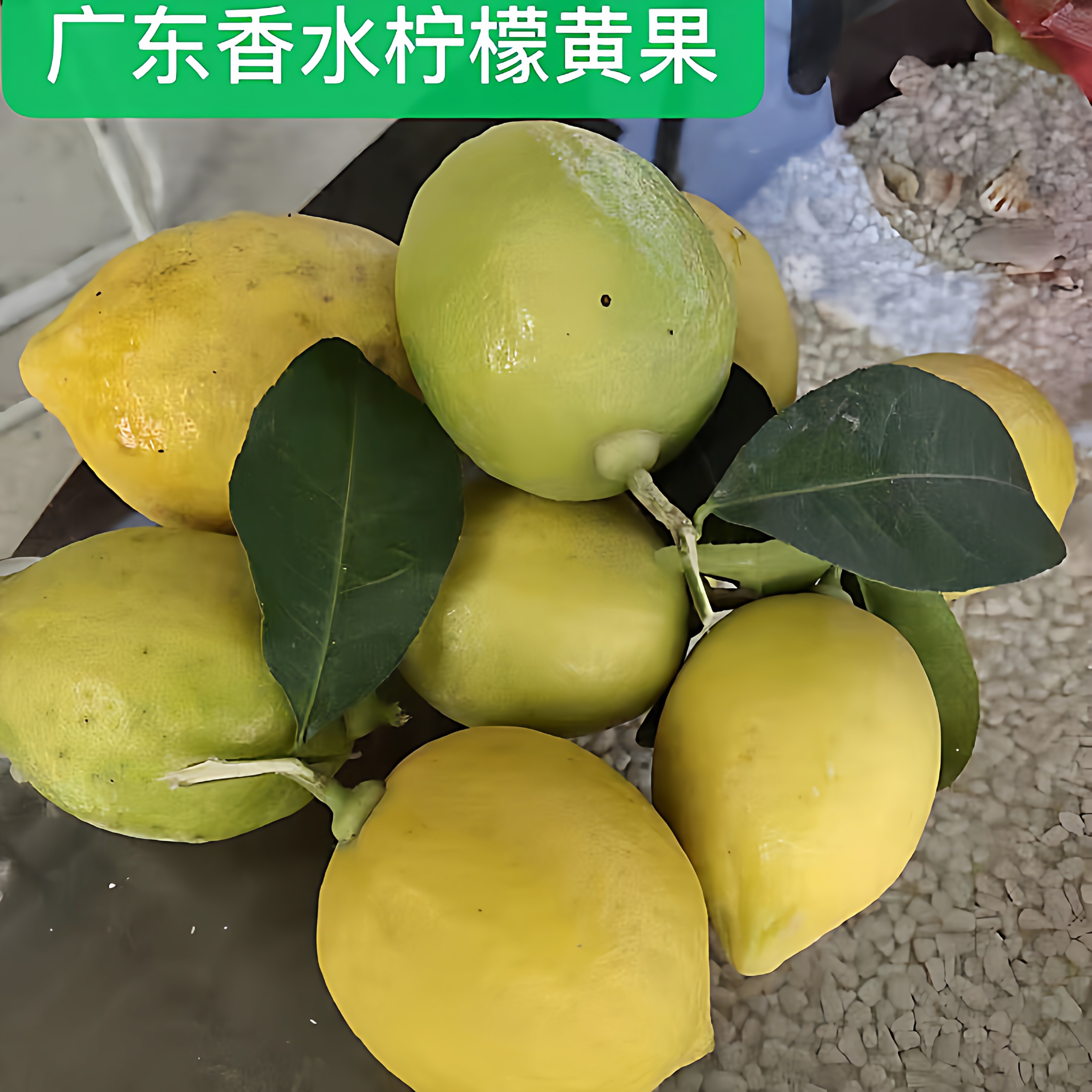 广东无籽黄柠檬新鲜水果