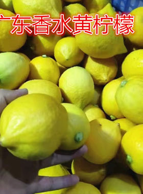 广东香水无籽柠檬新鲜5斤包免