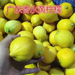 广东檬香水无籽黄柠檬 新鲜柠檬青黄柠檬水果柠檬果5斤包免邮