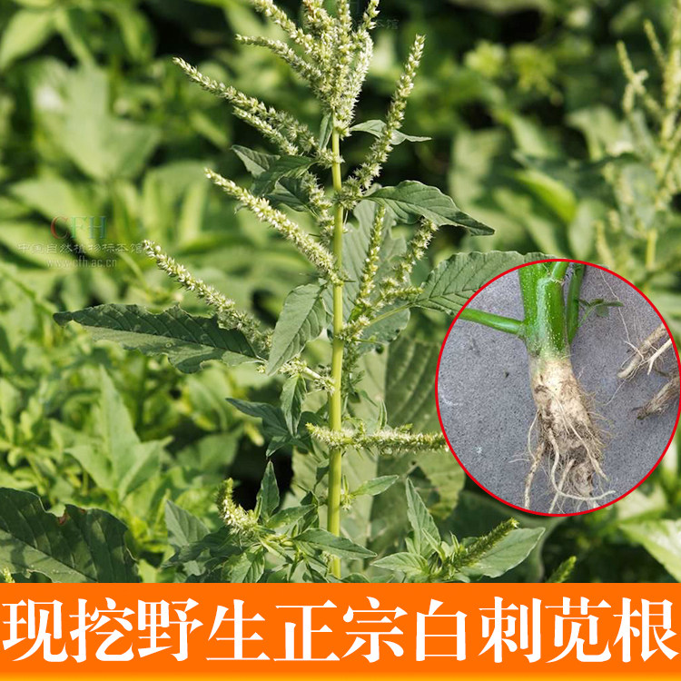 广东农家新鲜野生白刺苋菜白梗野刺苋菜中草药假苋菜勒苋菜纯根部