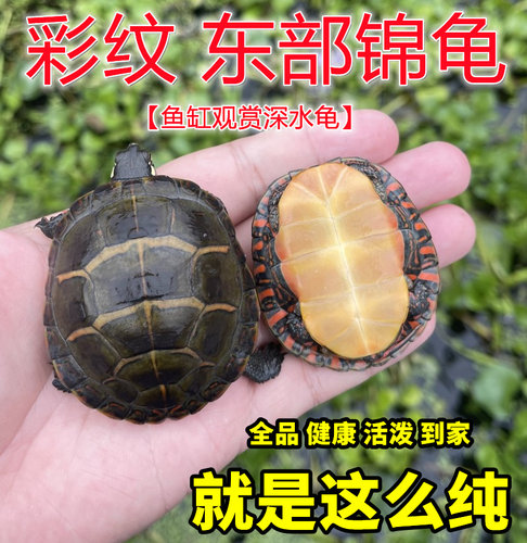 东锦龟苗深水具体宠物外塘观赏